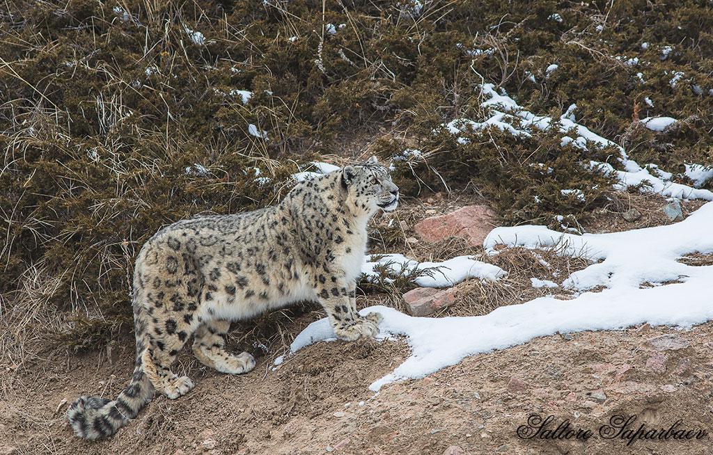 О снежном барсе, современных методах наблюдения и AI – технологиях в изучении животного мира (часть 1)
