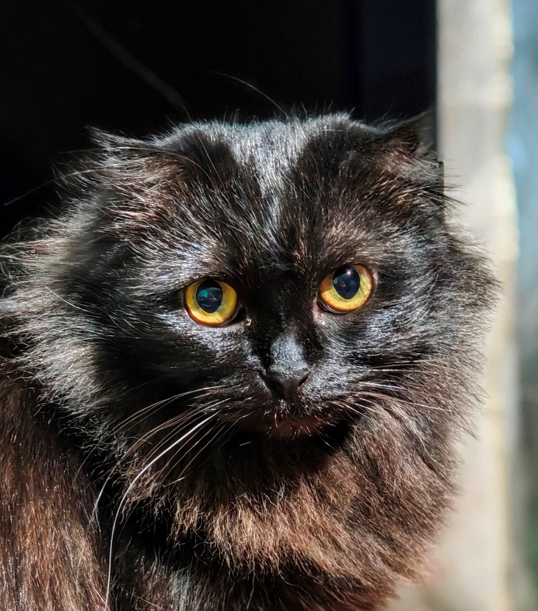 Xiaomi 17 – маленький флагман с большими возможностями