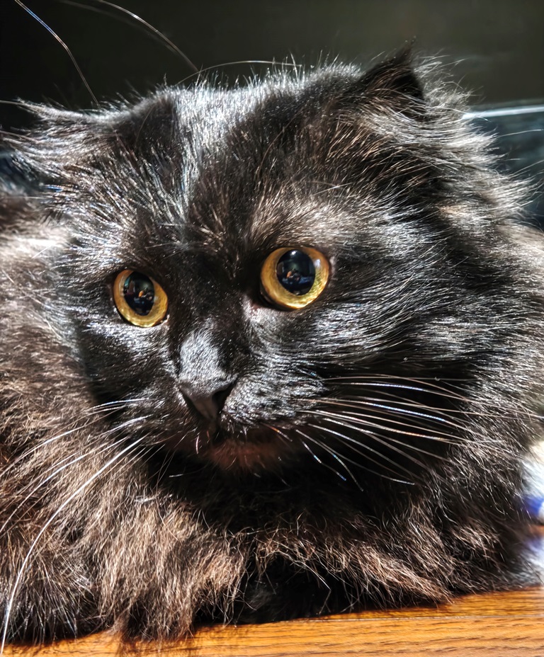 Xiaomi 17 – маленький флагман с большими возможностями