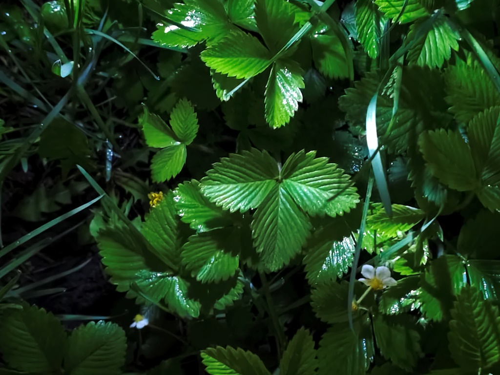 Xiaomi 17 – маленький флагман с большими возможностями