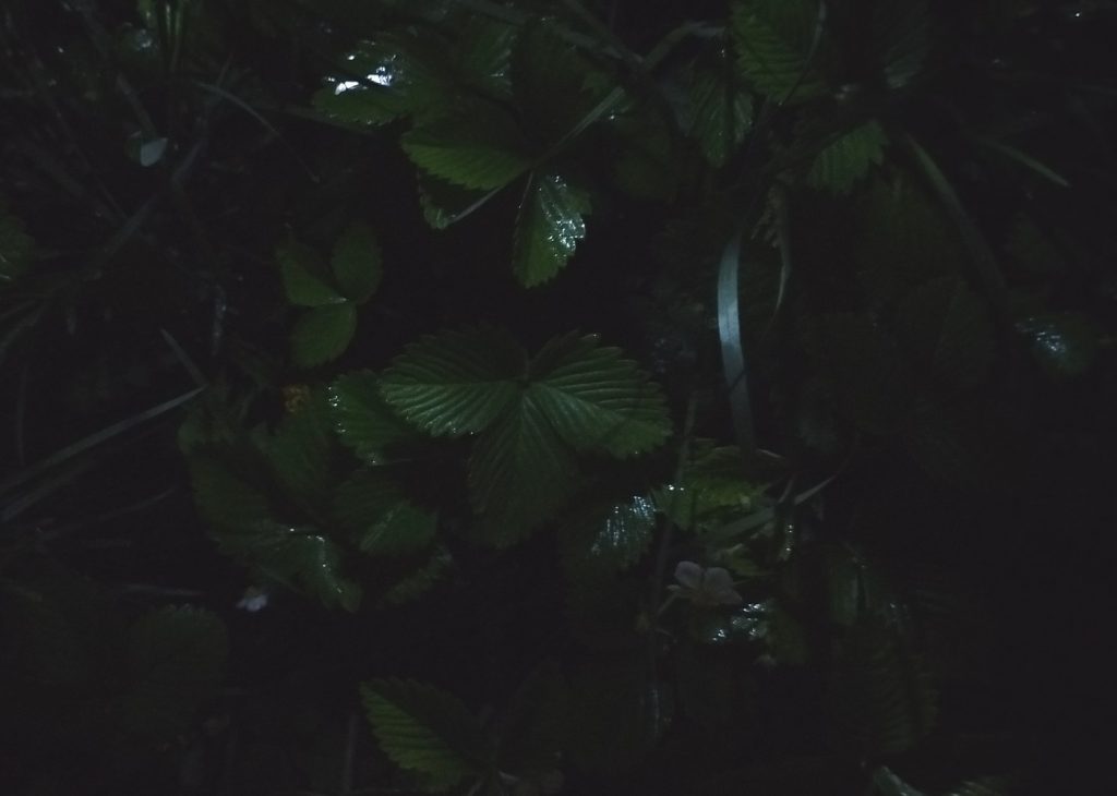 Xiaomi 17 – маленький флагман с большими возможностями