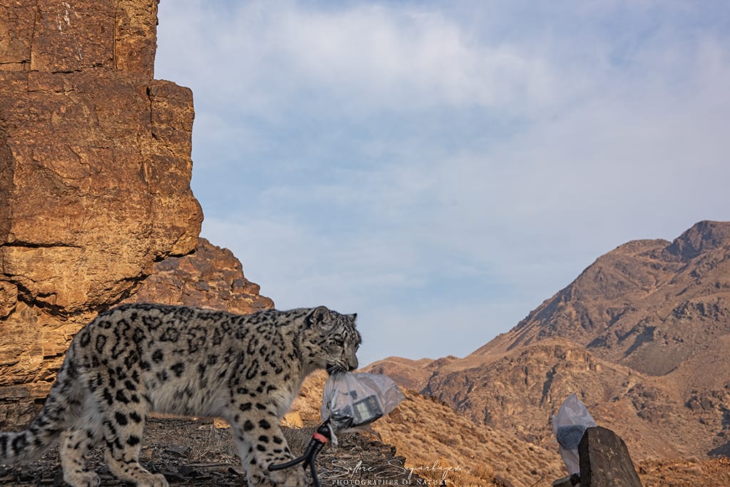 О снежном барсе, современных методах наблюдения и AI – технологиях в изучении животного мира (часть 1)