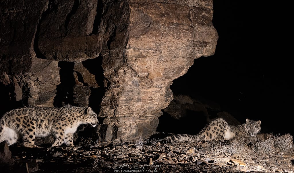 О снежном барсе, современных методах наблюдения и AI – технологиях в изучении животного мира (часть 1)