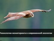 О птицах, пандемии и современных методах наблюдения Home