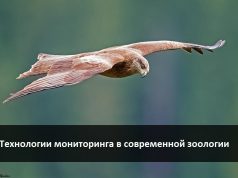 О птицах, пандемии и современных методах наблюдения