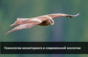 О птицах, пандемии и современных методах наблюдения Home