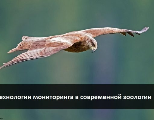 О птицах, пандемии и современных методах наблюдения