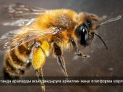 Қазақстанда омарташыларға арналған цифрлық жүйе жасалды