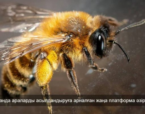 Қазақстанда омарташыларға арналған цифрлық жүйе жасалды