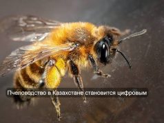 Казахстан создал первую цифровую платформу для селекции пчел