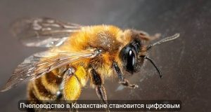 Казахстан создал первую цифровую платформу для селекции пчел Home