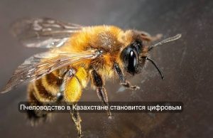 Казахстан создал первую цифровую платформу для селекции пчел Home
