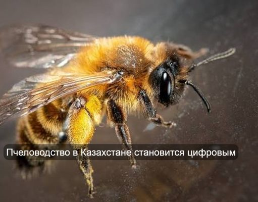 Казахстан создал первую цифровую платформу для селекции пчел