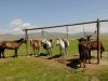 Моңғолияда жылқыны бақылауға арналған қазақстандық «Ғарыш шопаны» пайда болады