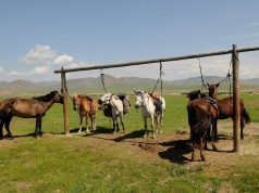 Моңғолияда жылқыны бақылауға арналған қазақстандық «Ғарыш шопаны» пайда болады