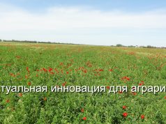 Казахстанские студенты научили ИИ выявлять болезни растений
