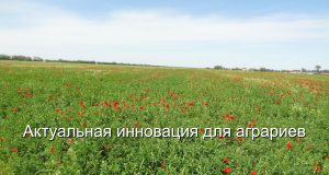 Казахстанские студенты научили ИИ выявлять болезни растений Home